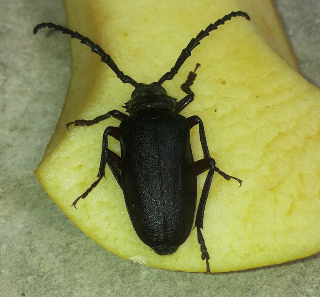 Cerambycidae: Prionus coriarius, maschio